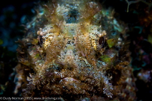 "Face Paint"
This Scorpion Fish was in the perfect spot ... by Dusty Norman 